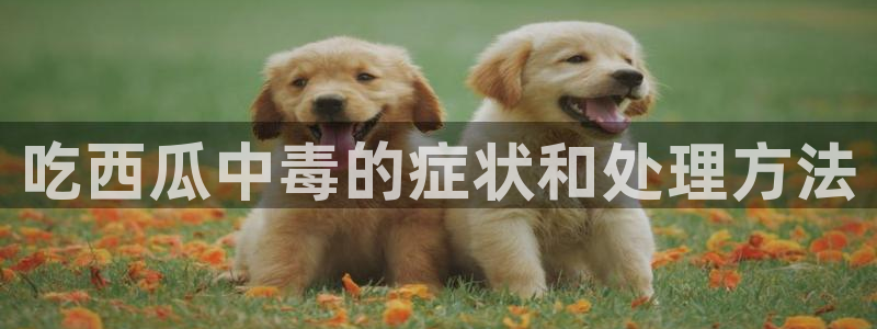1吃瓜：吃西瓜中毒的症状和处理方法